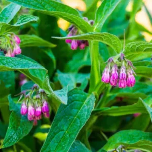 Herbal Comfrey Pain Relief Patch