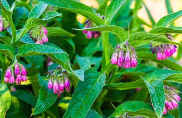 Herbal Comfrey Pain Relief Patch