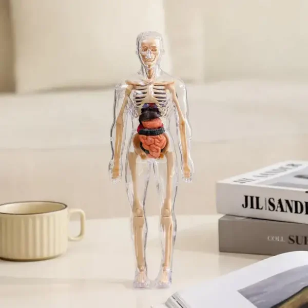 SciBlaz™ Clear Human Body Structure Model - Image 2